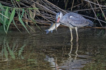 Grey Heron 甲府市 Sun, 9/10/2023