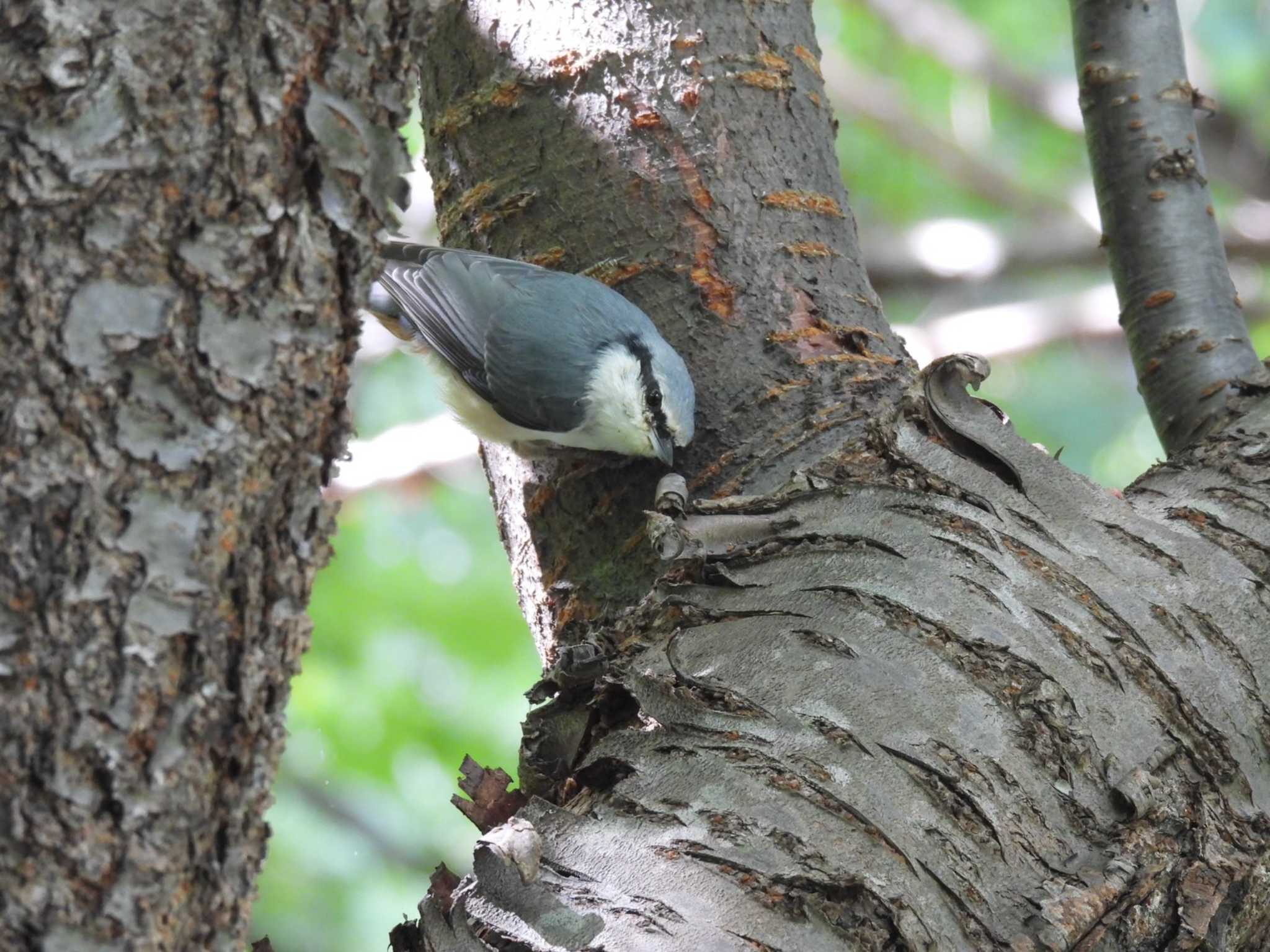 Photo of Eurasian Nuthatch at 札幌市 旭山記念公園 by ノビタキ王国の住民 