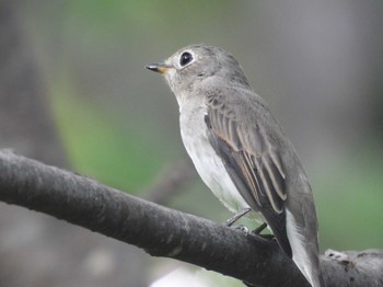 2023年8月26日(土) 札幌市 旭山記念公園の野鳥観察記録