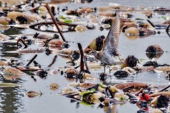 Sat, 9/9/2023 Birding report at Inashiki