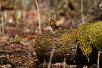 Japanese Robin Yanagisawa Pass Tue, 5/2/2023