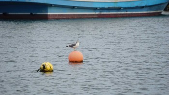 ウミネコ 鴨居港 2018年9月6日(木)