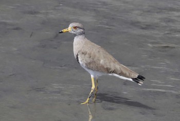 Grey-headed Lapwing 紀ノ川 Sun, 9/10/2023