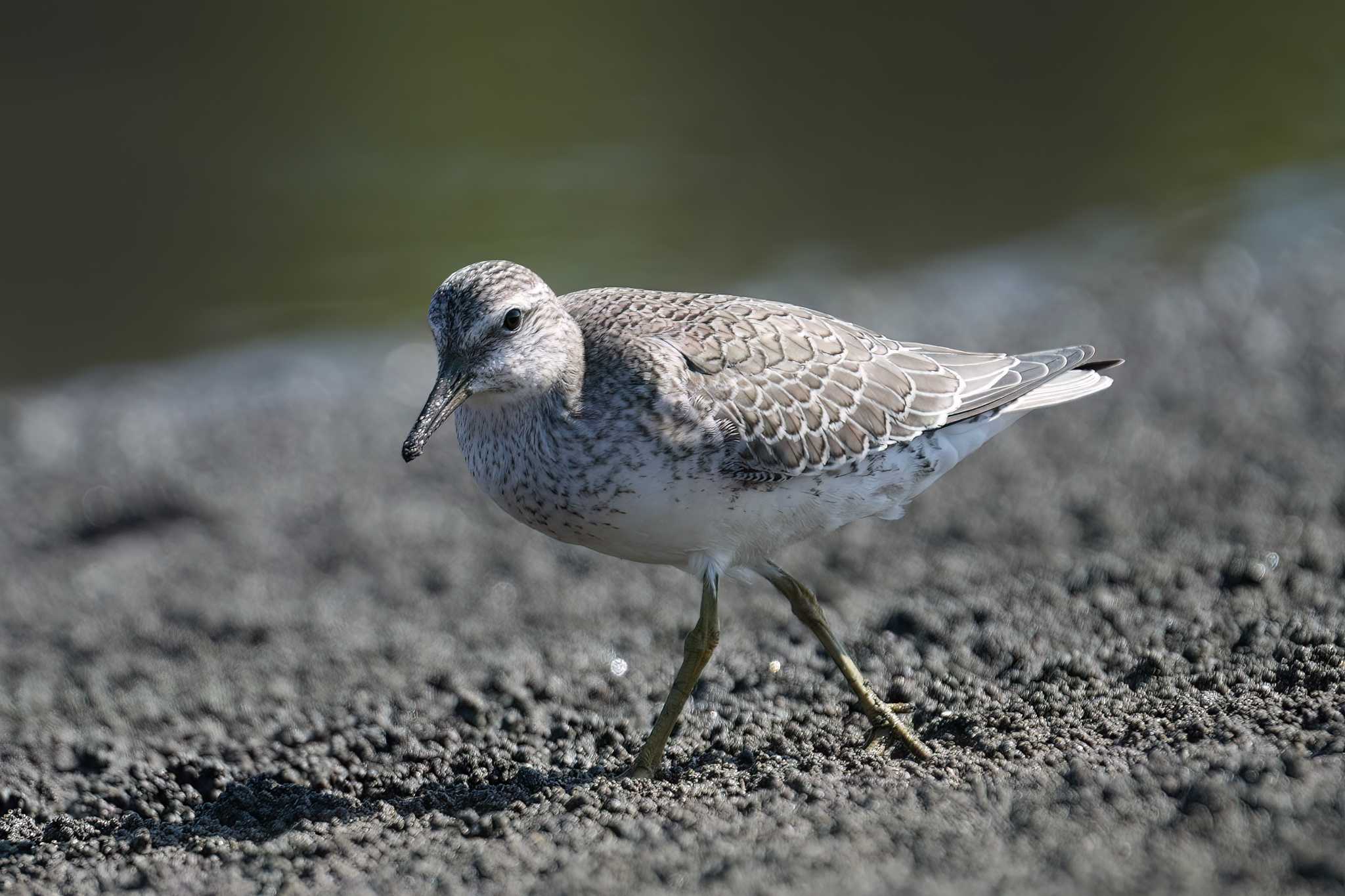 撮ってるときは何の鳥やら？？？ by トランキーロ