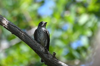 Grey-streaked Flycatcher Hegura Island Mon, 9/11/2023