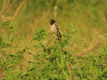 Ochre-rumped Bunting Inashiki Sat, 9/9/2023