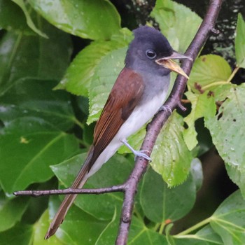 Black Paradise Flycatcher 勅使池(豊明市) Tue, 9/12/2023