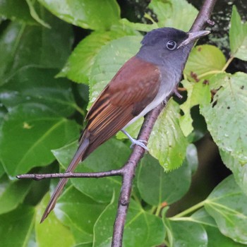 Black Paradise Flycatcher 勅使池(豊明市) Tue, 9/12/2023