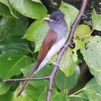 Black Paradise Flycatcher 勅使池(豊明市) Tue, 9/12/2023