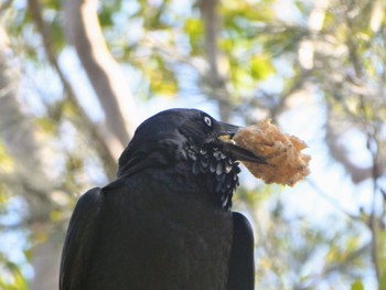 ミナミワタリガラス Bobbin Head, NSW, Australia 2023年9月3日(日)