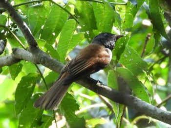 サンコウチョウ 深坂の森 2023年9月12日(火)