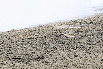 メダイチドリ ふなばし三番瀬海浜公園 2023年9月12日(火)