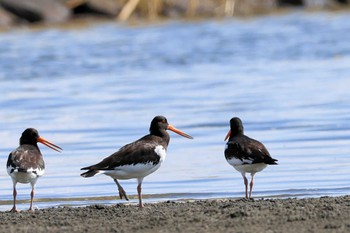 ミヤコドリ ふなばし三番瀬海浜公園 2023年9月12日(火)