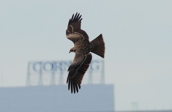 2023年9月12日(火) 大和川河口の野鳥観察記録