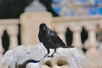 Western Jackdaw Barcelona,spain Sat, 3/3/2018