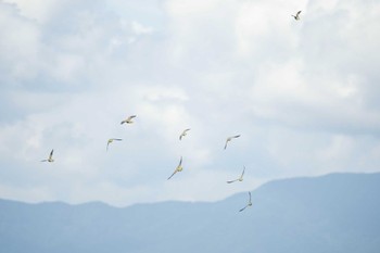 White-bellied Green Pigeon Terugasaki Beach Tue, 9/12/2023