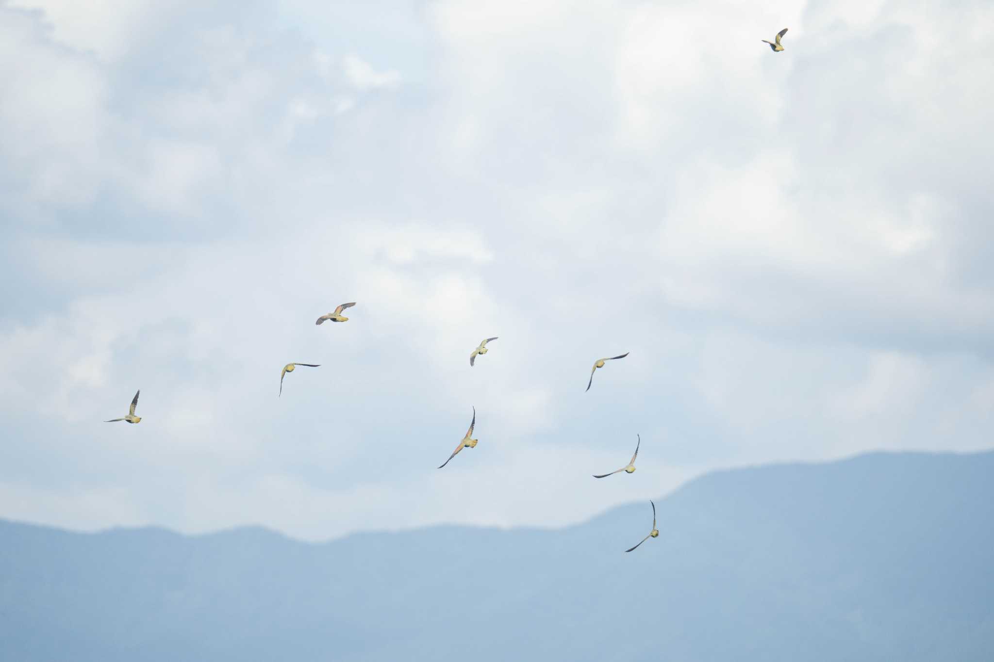 大磯照ヶ崎海岸 アオバトの写真 by はいわん