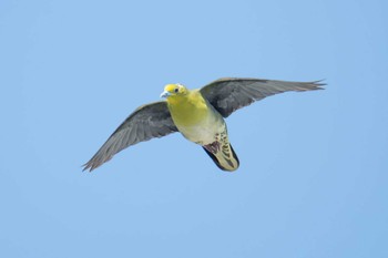 White-bellied Green Pigeon Terugasaki Beach Tue, 9/12/2023