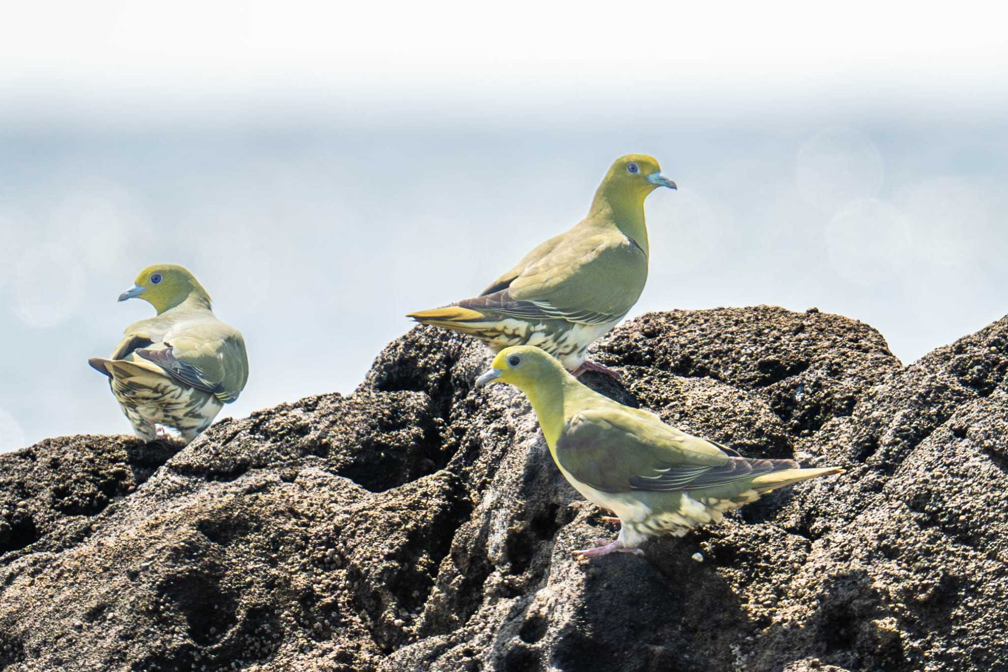 White-bellied Green Pigeon