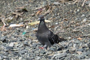 Rock Dove Terugasaki Beach Tue, 9/12/2023