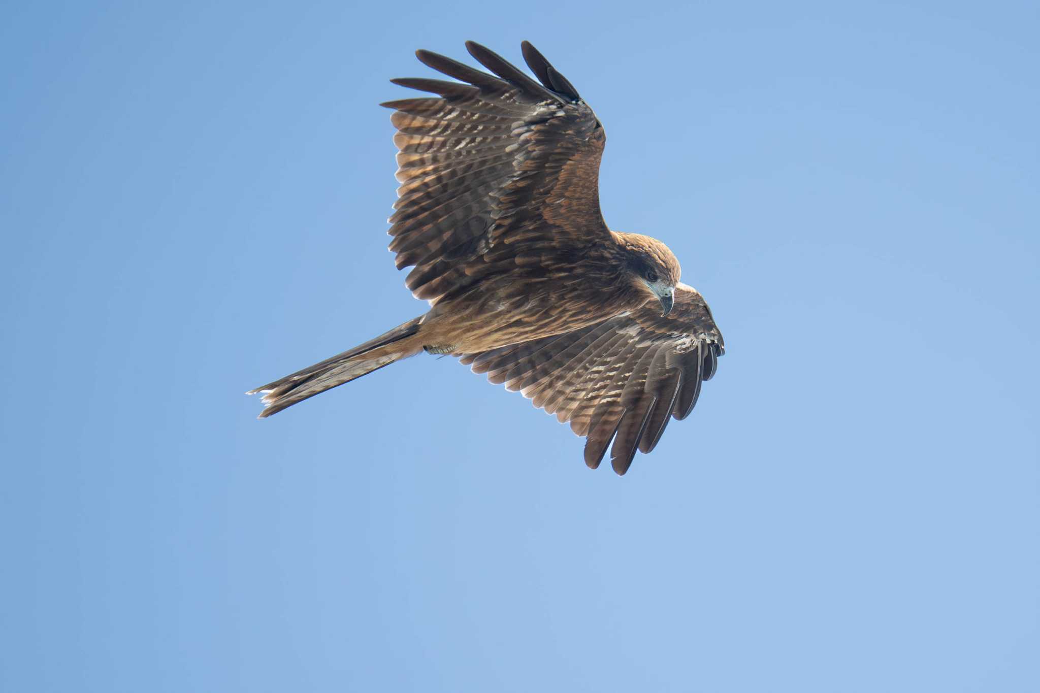 Black Kite