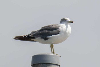 Black-tailed Gull Terugasaki Beach Tue, 9/12/2023