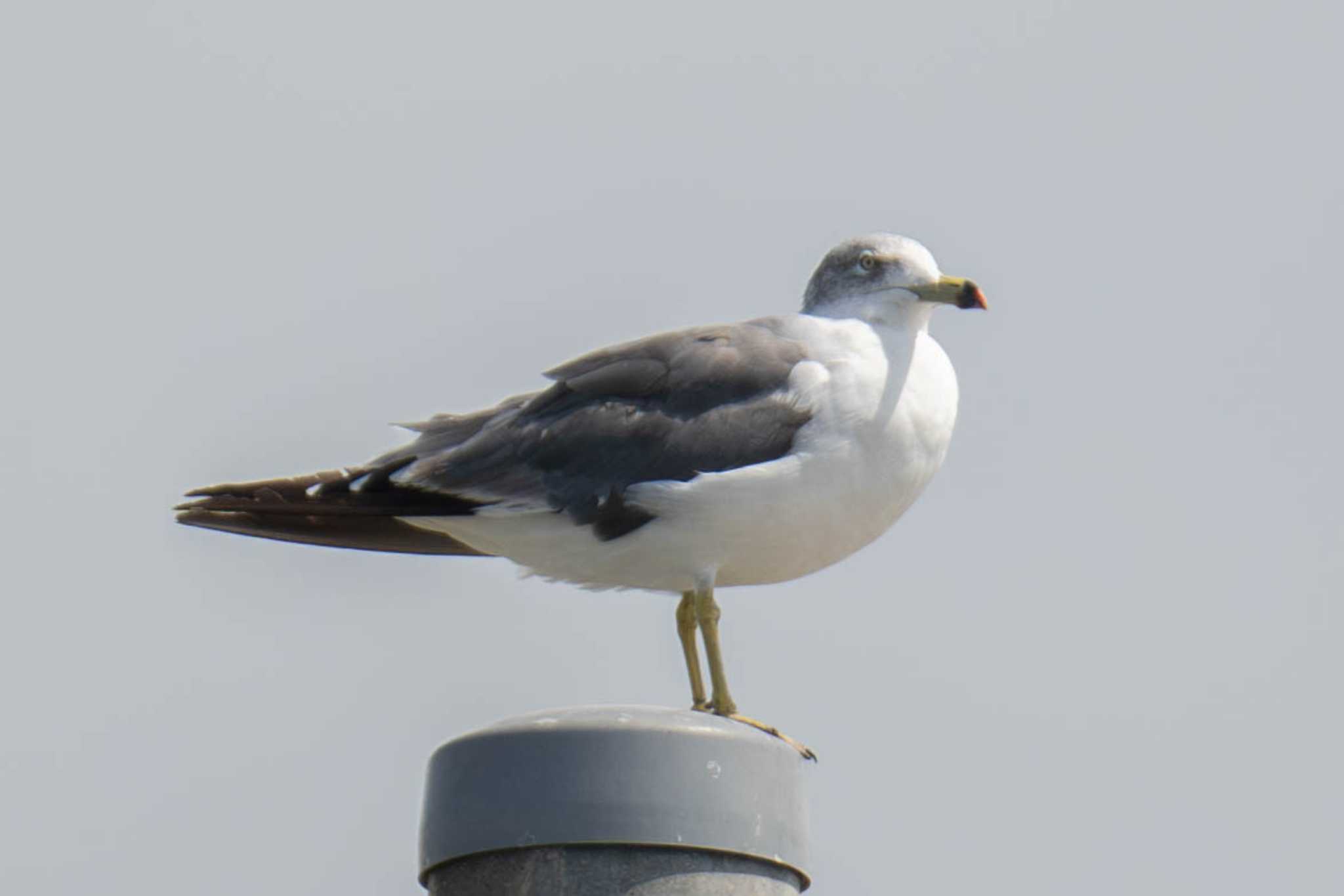 Black-tailed Gull