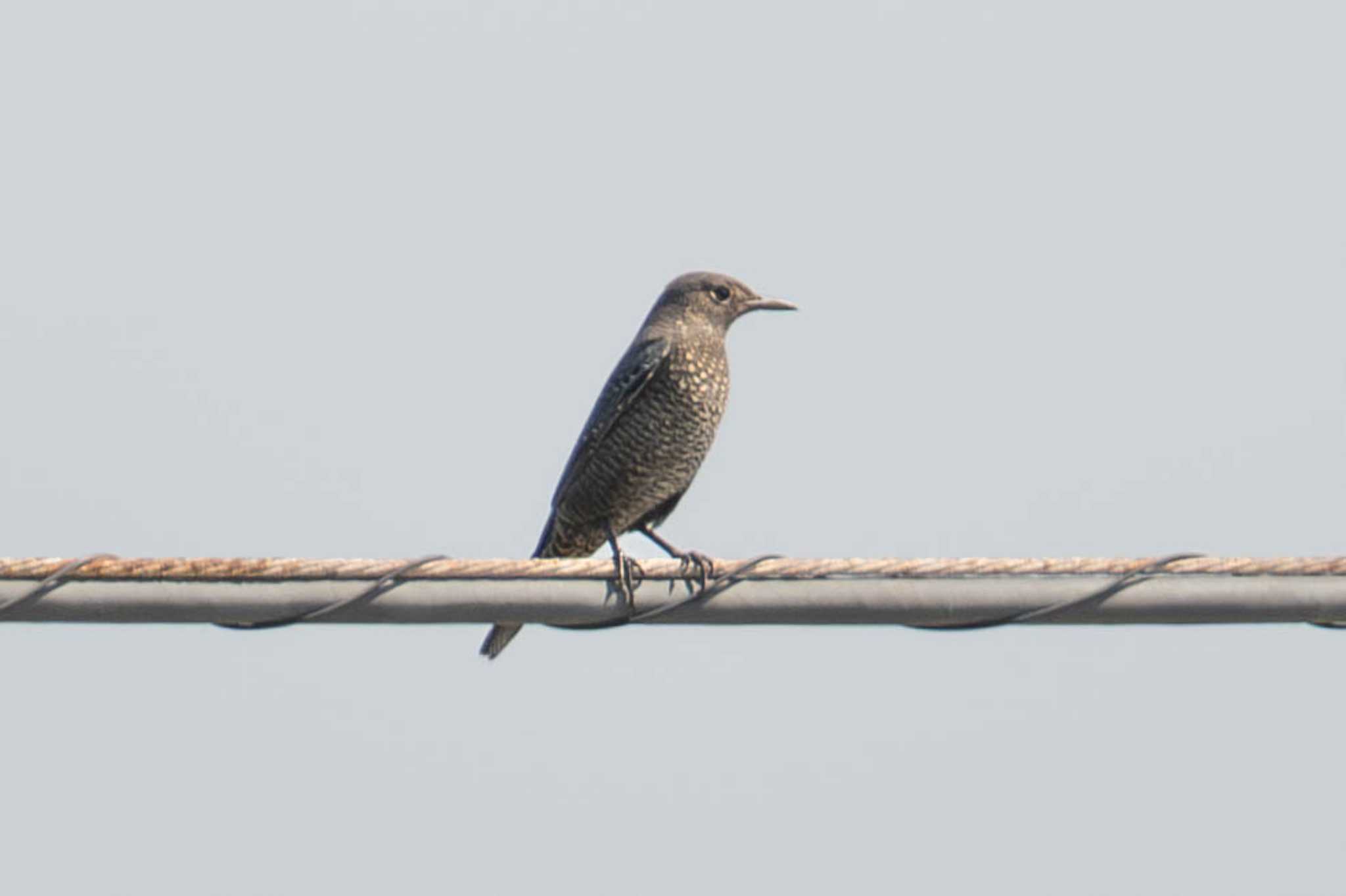 Blue Rock Thrush