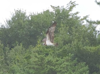 Sun, 9/10/2023 Birding report at ミサゴポイント