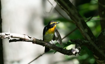 Narcissus Flycatcher 鳥沼公園 Sun, 7/9/2023