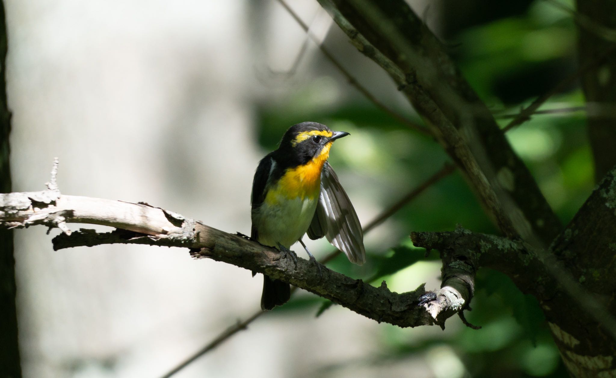 Photo of Narcissus Flycatcher at 鳥沼公園 by マルCU