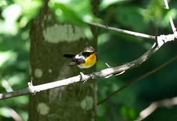 Narcissus Flycatcher 鳥沼公園 Sun, 7/9/2023