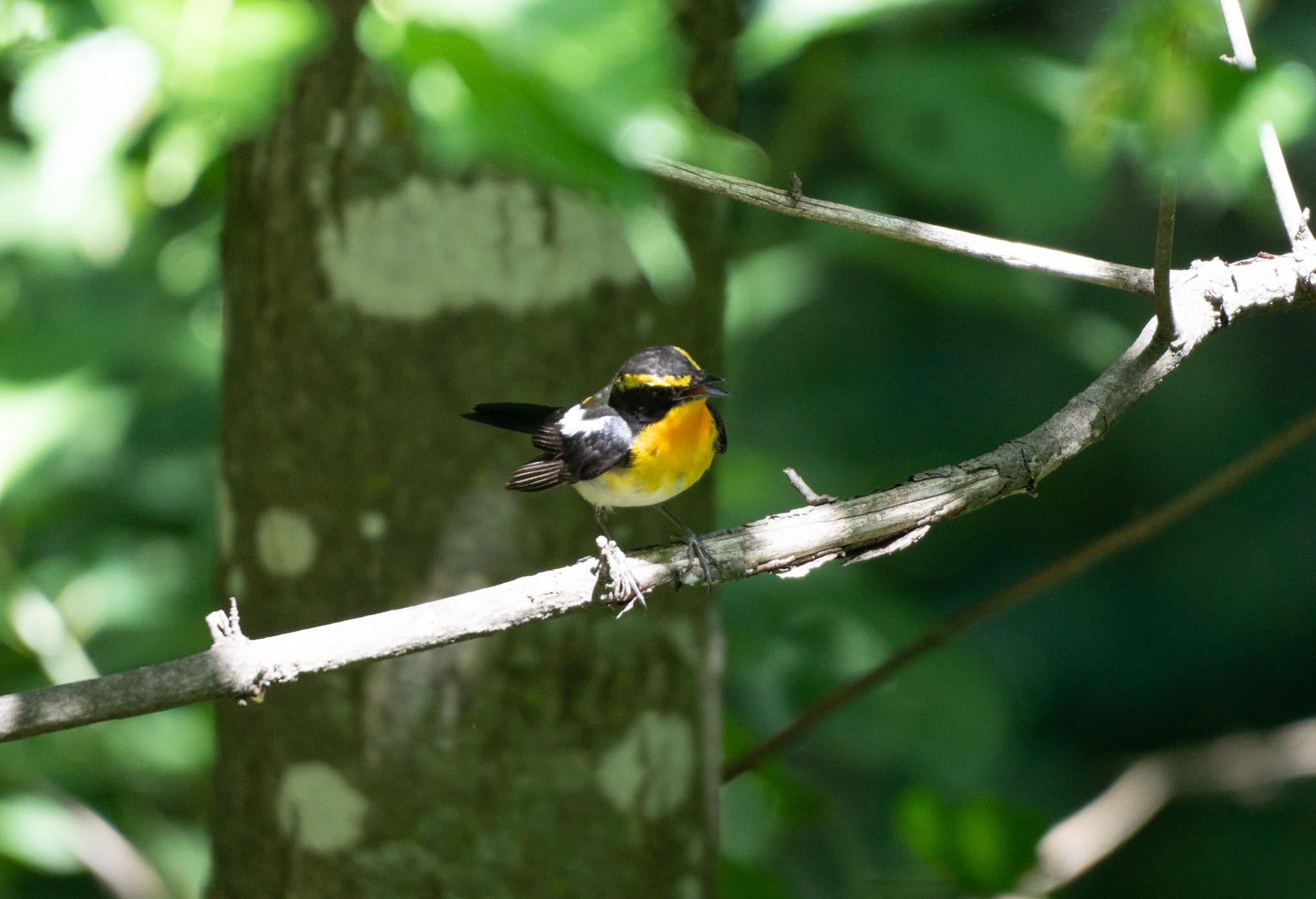 Photo of Narcissus Flycatcher at 鳥沼公園 by マルCU
