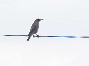 Blue Rock Thrush 妙岐ノ鼻 Sun, 9/10/2023