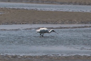 Black-faced Spoonbill Fujimae Tidal Flat Tue, 5/3/2022