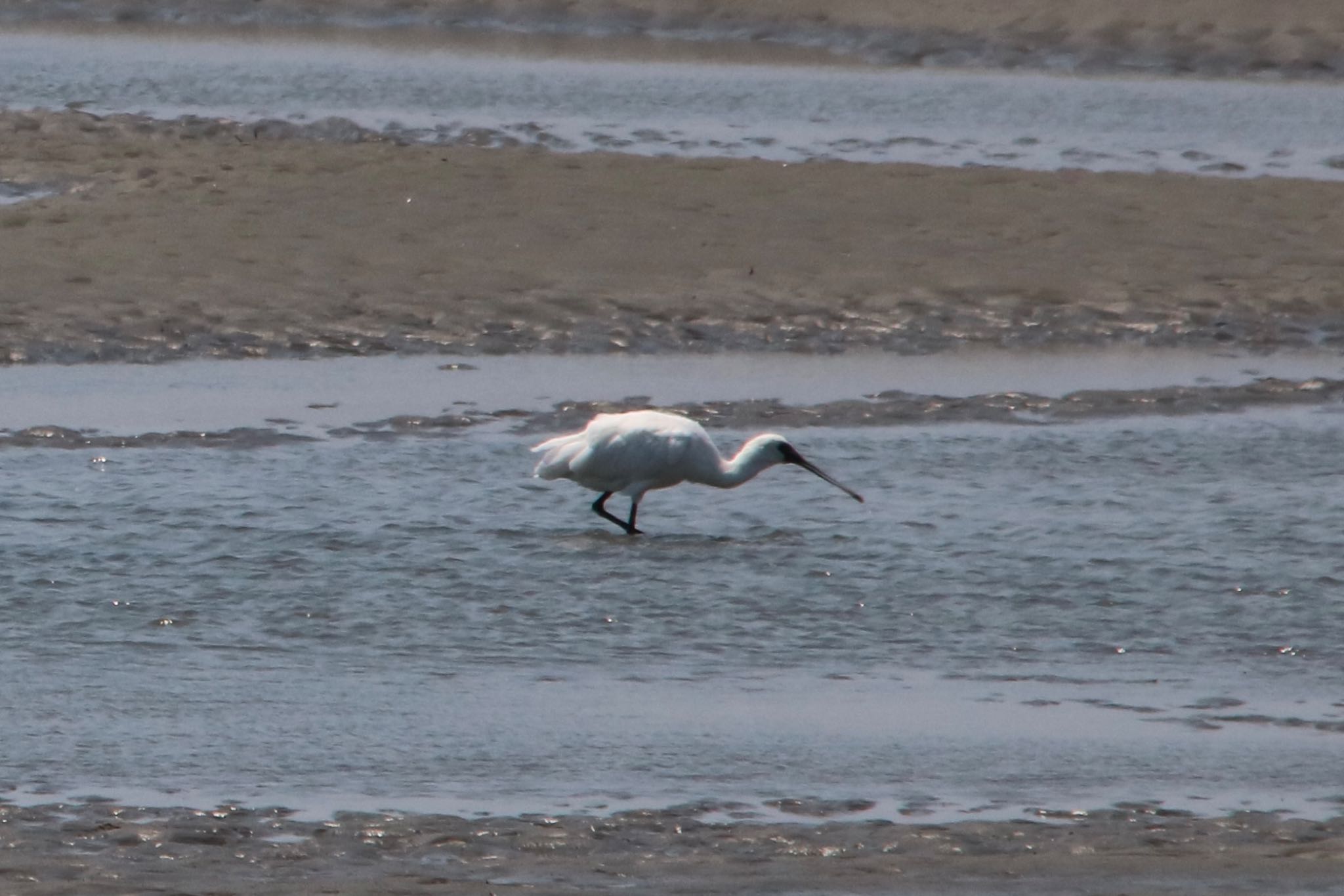 Photo of Black-faced Spoonbill at Fujimae Tidal Flat by ベルサス