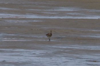 Far Eastern Curlew Fujimae Tidal Flat Tue, 5/3/2022