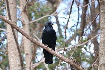 Rook 大池公園 Sun, 2/6/2022