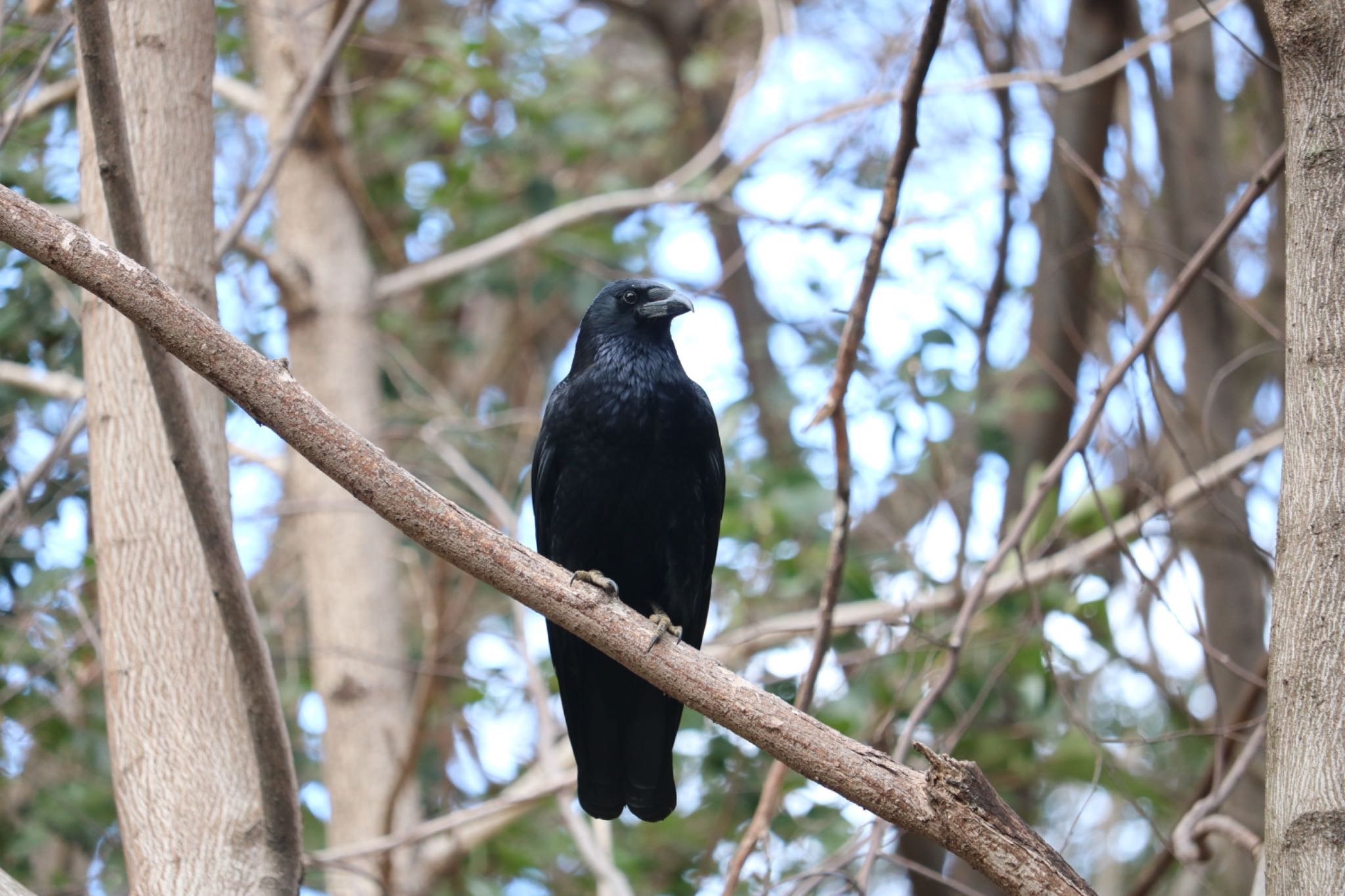 Photo of Rook at 大池公園 by ベルサス