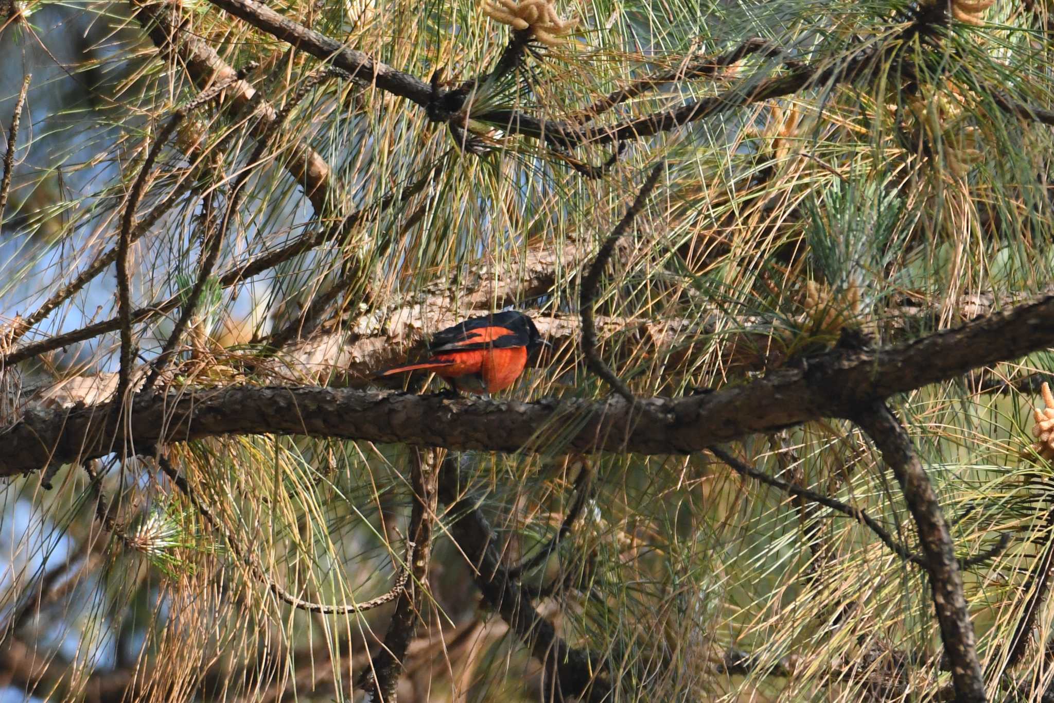 Long-tailed Minivet