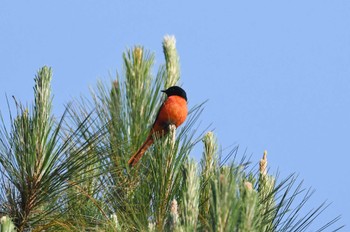 Long-tailed Minivet Doi Sanju Tue, 2/21/2023