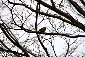 Japanese Pygmy Woodpecker 大池公園 Sun, 3/5/2023