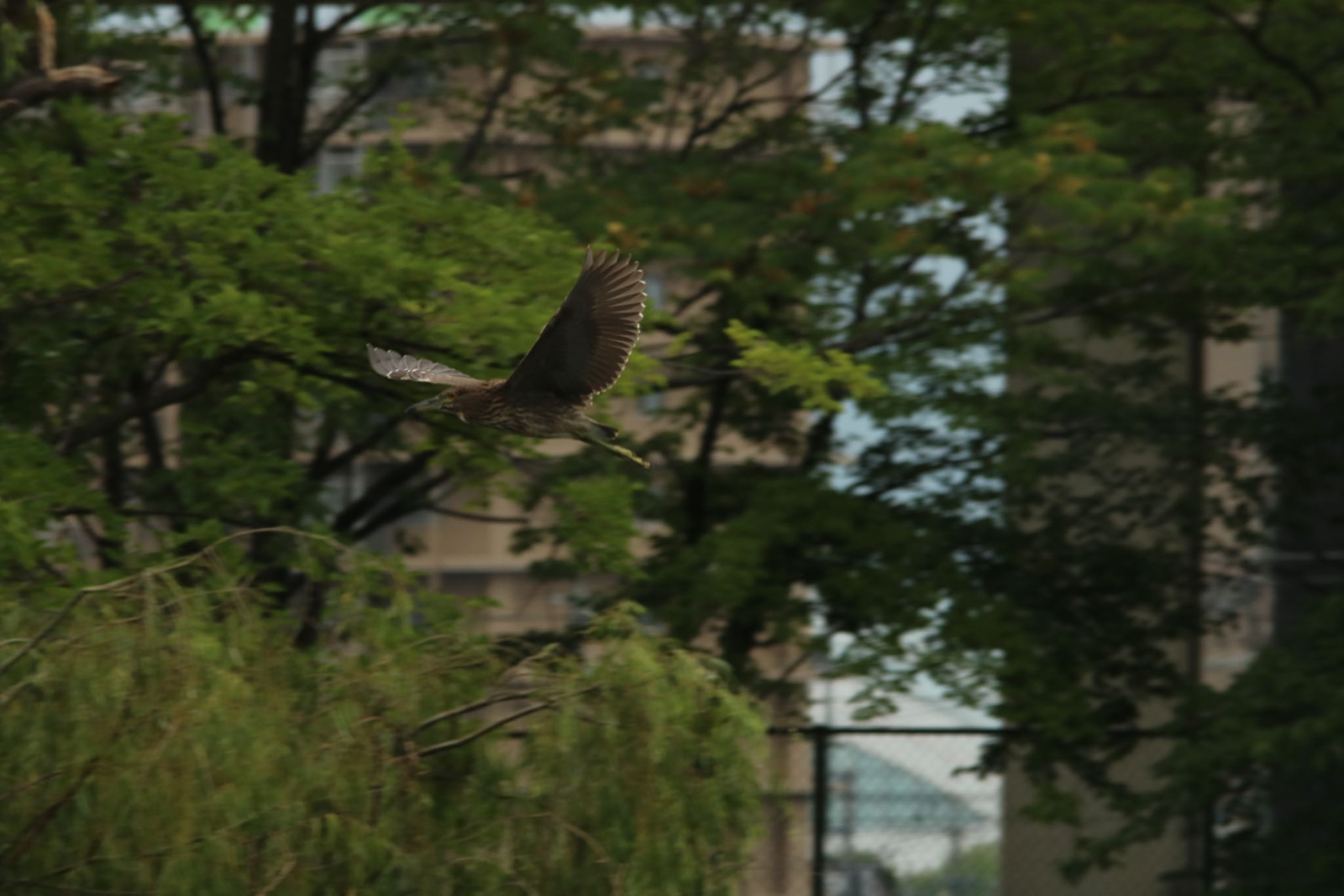 Photo of Black-crowned Night Heron at 長野県 by ベルサス