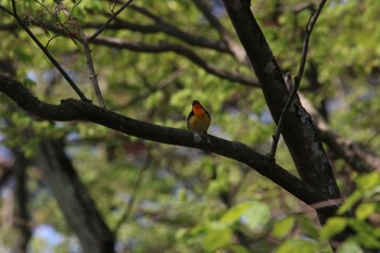 キビタキ 塩嶺御野立公園 2022年5月4日(水)