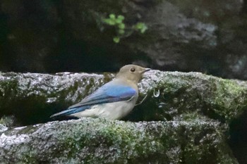 Blue-and-white Flycatcher 大洞の水場 Sat, 9/9/2023