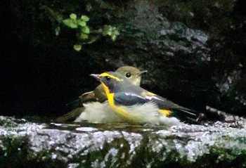 Narcissus Flycatcher 大洞の水場 Sat, 9/9/2023