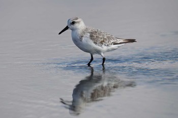 ミユビシギ ふなばし三番瀬海浜公園 2023年9月10日(日)