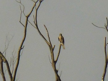 2018年8月28日(火) 奄美大島の野鳥観察記録