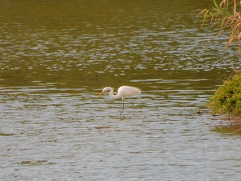 ダイサギ 大吉調節池公園 2023年9月12日(火)