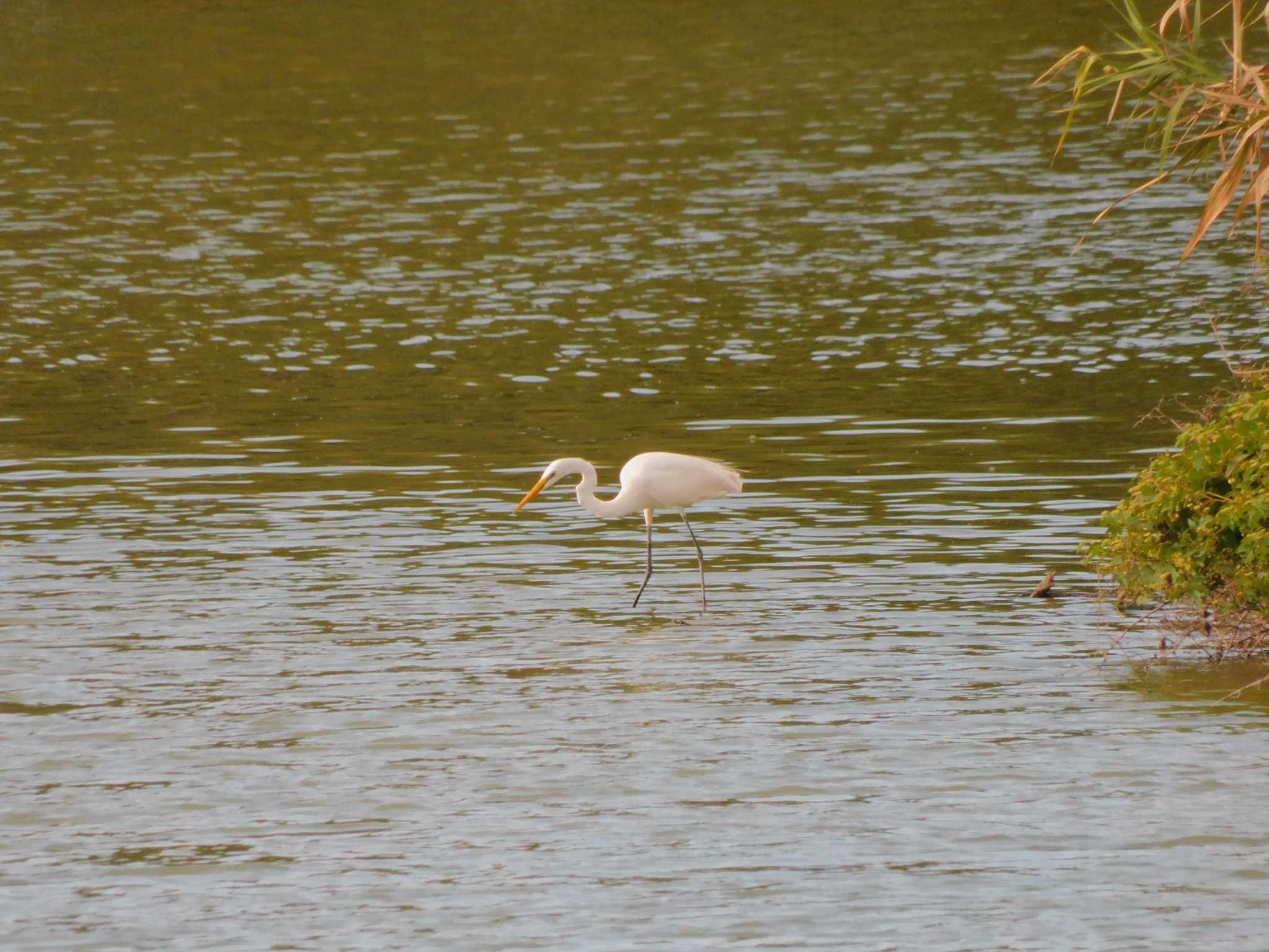 Great Egret